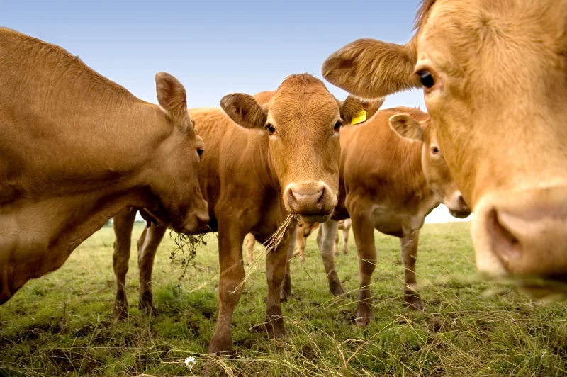 Curious Cows in a Farmland in Mt. Vernon, IL