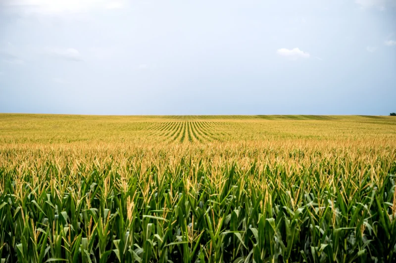 Guide to Buying Farm land for Sale in Mt. Vernon IL