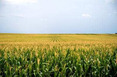 A field of corn at dusk